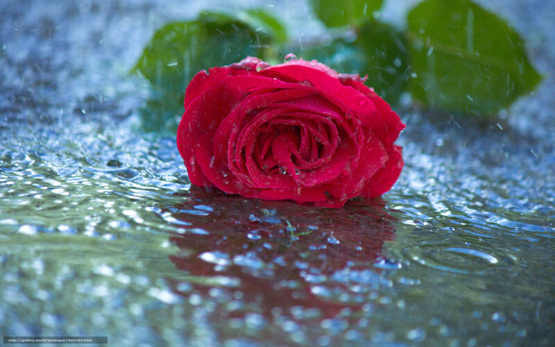 Red rose in raindrops