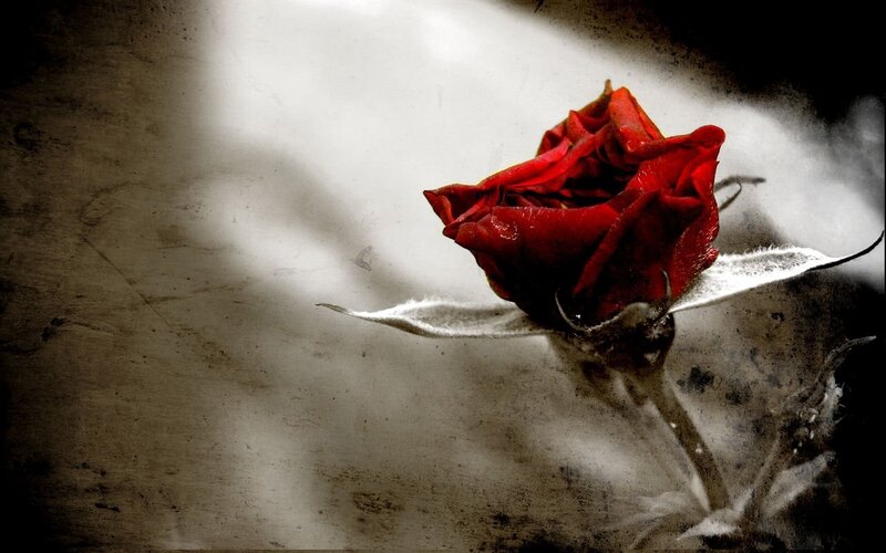 Red Rose in Shadow