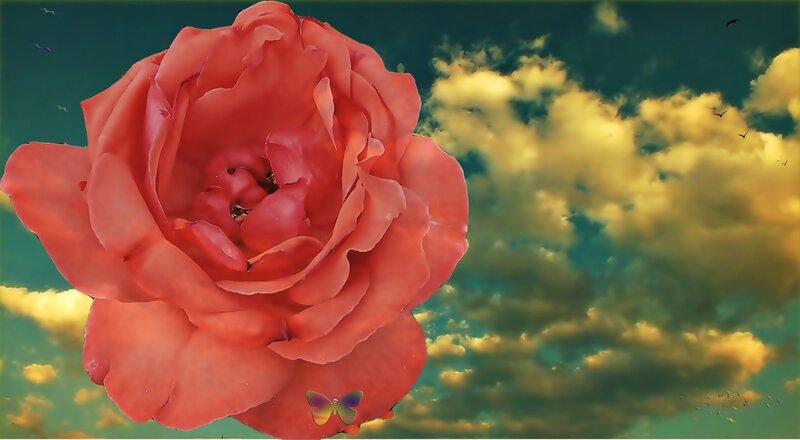 Red Rose in Sky — Dramatic