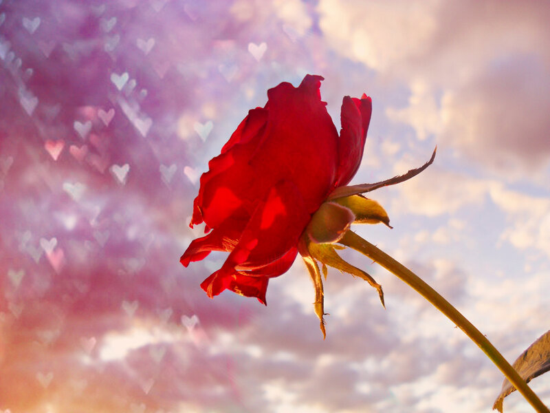 Red Rose in Sky