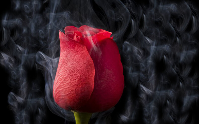 Red Rose in Smoke