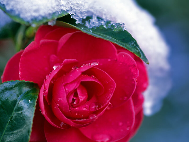 Red rose in snow
