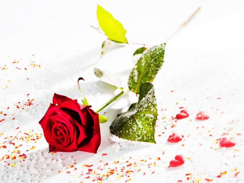 Red Rose in Snow — Calm