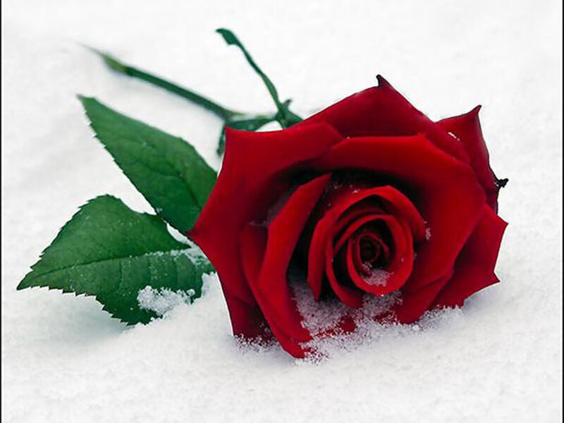Red Rose in Snow — Calm, Winter, Photograph, Green Leaves