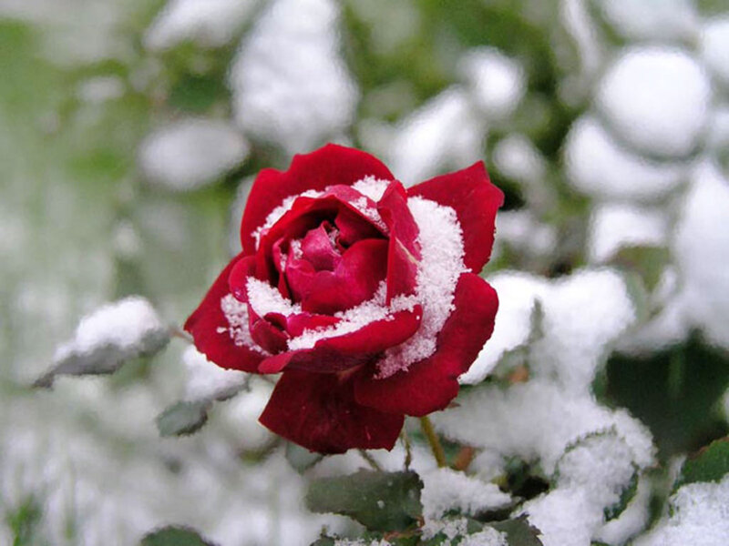 Red Rose in Snow — Calm, Winter, Photograph, Green Leaves, White