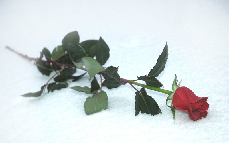 Red Rose in Snow — Calm, Winter, Photograph, Leaf