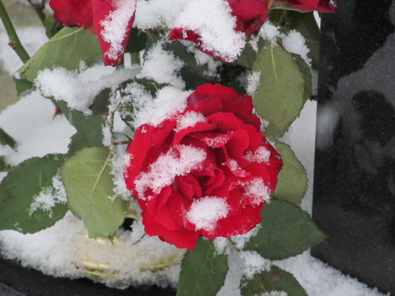 Red Rose in Snow — Calm, Winter, Photograph, Leaves, Flower