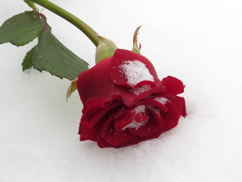 Red Rose in Snow — Calm, Winter, Photograph, Stem, Leaf