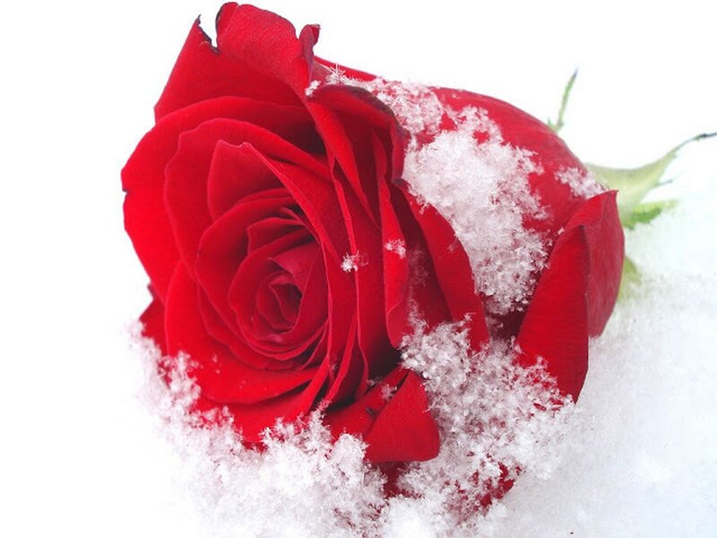 Red Rose in Snow — Calm, Winter, Photograph, Stem