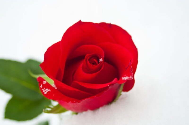 Red Rose in Snow — Calm, Winter, Photograph