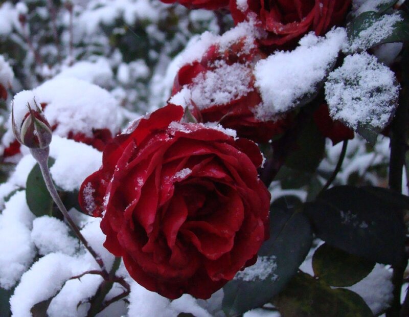Red Rose in Snow — Calm, Winter
