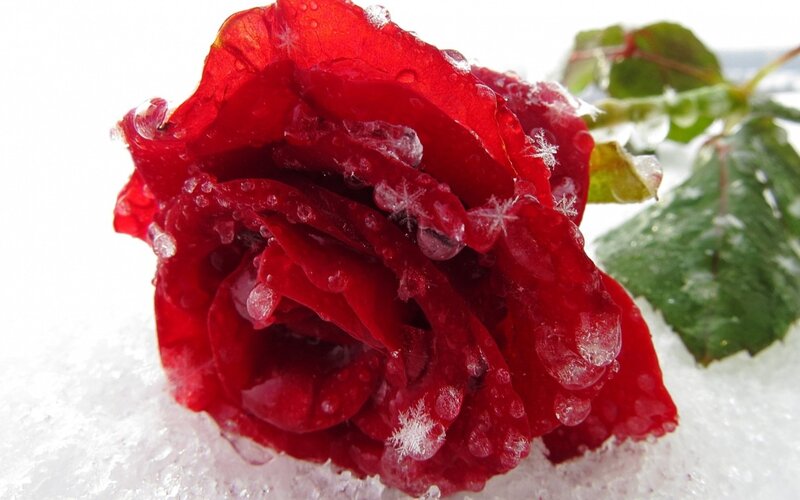 Red Rose in Snow — Cold