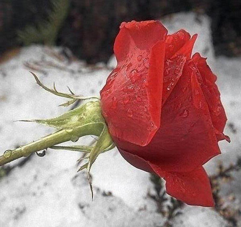 Red Rose in Snow — Dramatic