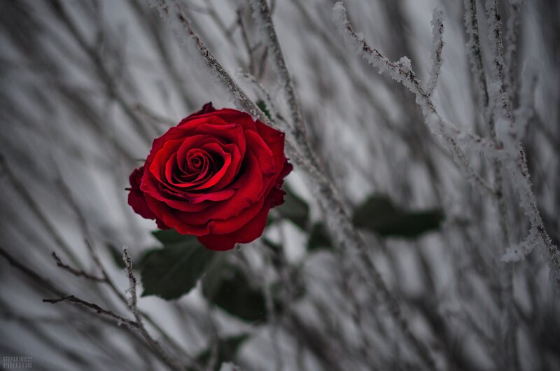 Red Rose in Snow — Dramatic, Winter, Photograph, Branches