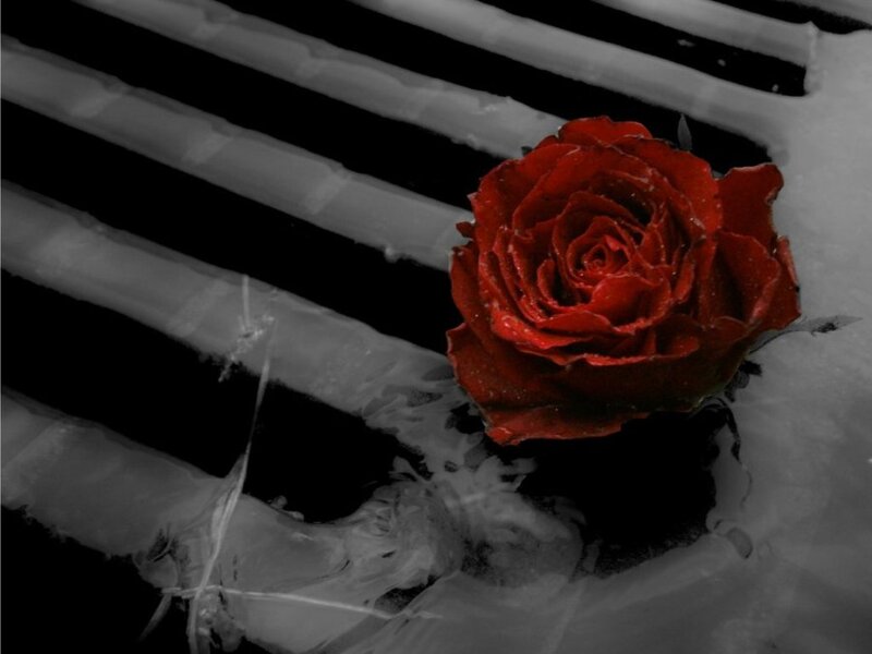 Red Rose in Snow — Dramatic, Winter, Photograph, Grate
