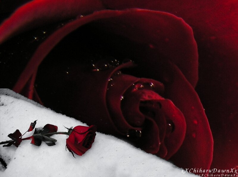 Red Rose in Snow — Dramatic, Winter, Photograph, Rose Petals