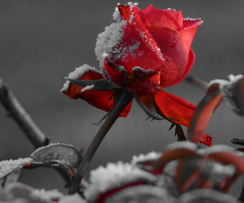 Red Rose in Snow — Dramatic, Winter, Photograph, Stem, Leaf