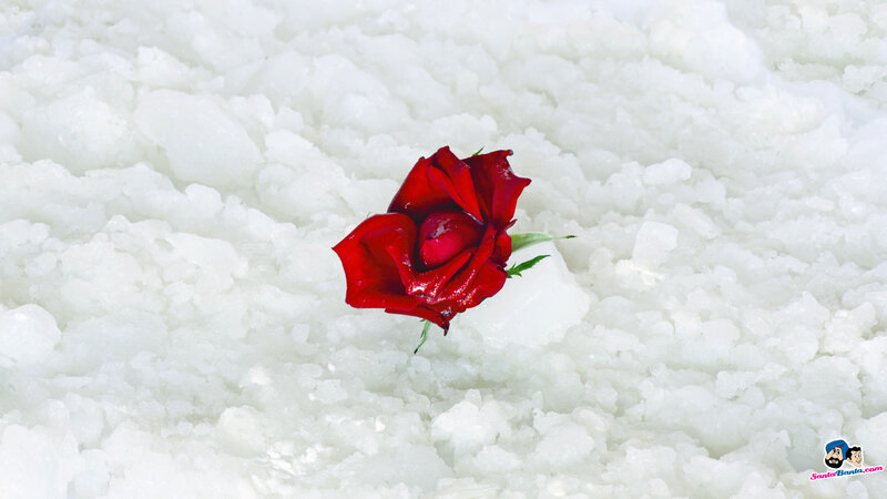 Red Rose in Snow — Dramatic, Winter, Photograph, Stem