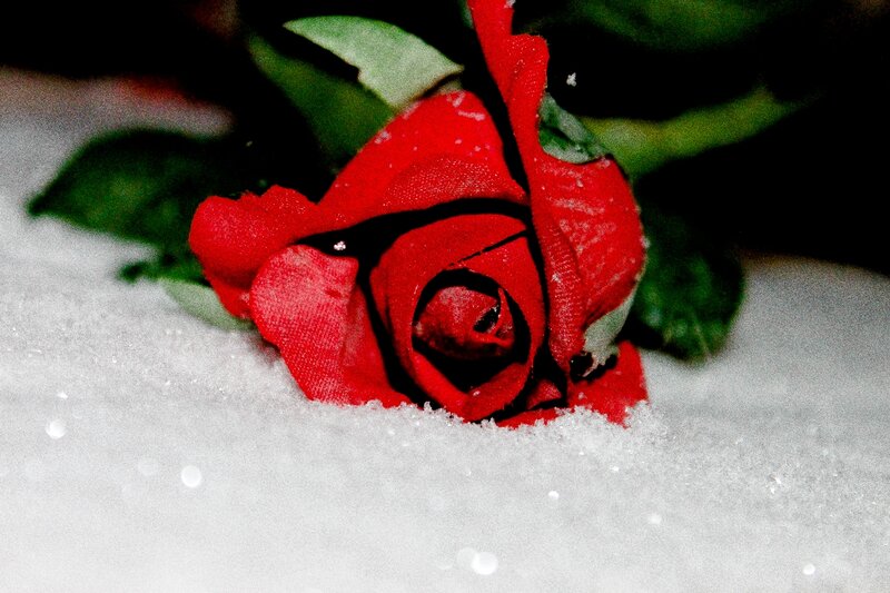 Red Rose in Snow — Dramatic, Winter, Photograph