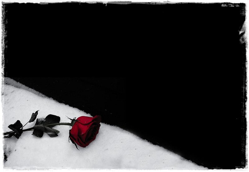 Red Rose in Snow — Dramatic, Winter
