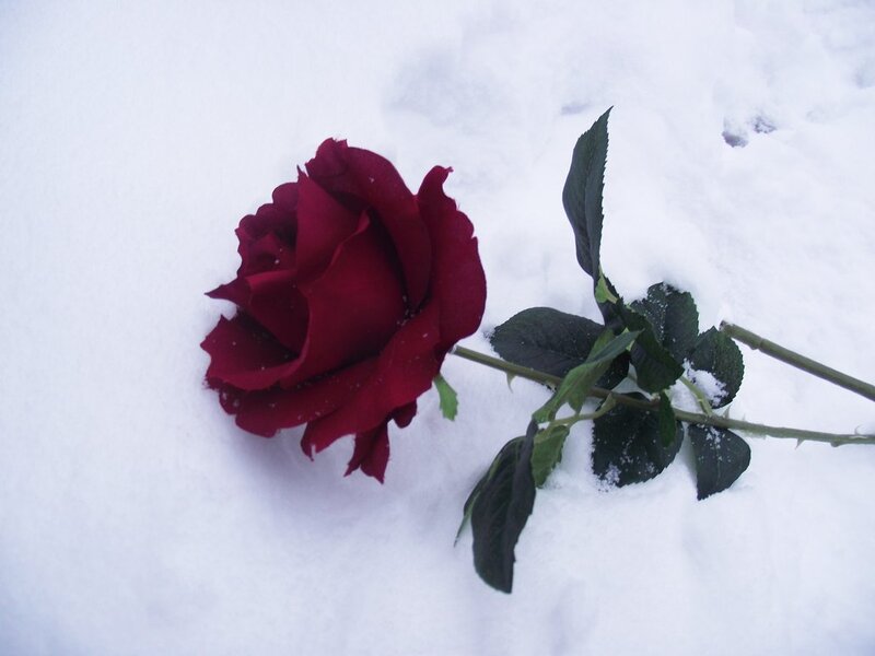 Red Rose in Snow — Melancholic