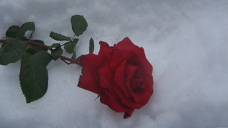 Red Rose in Snow — Melancholic, Winter