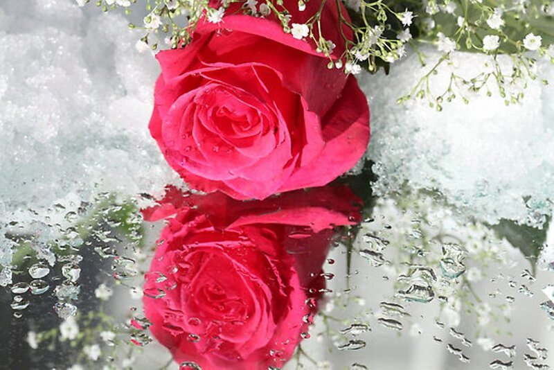 Red Rose in Snow — Serene