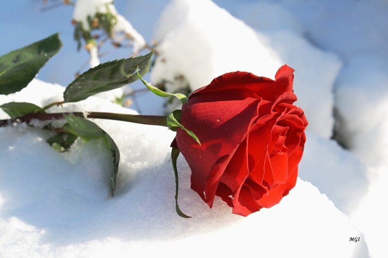 Red Rose in Snow — Serene, Winter, Photograph, Green Leaves
