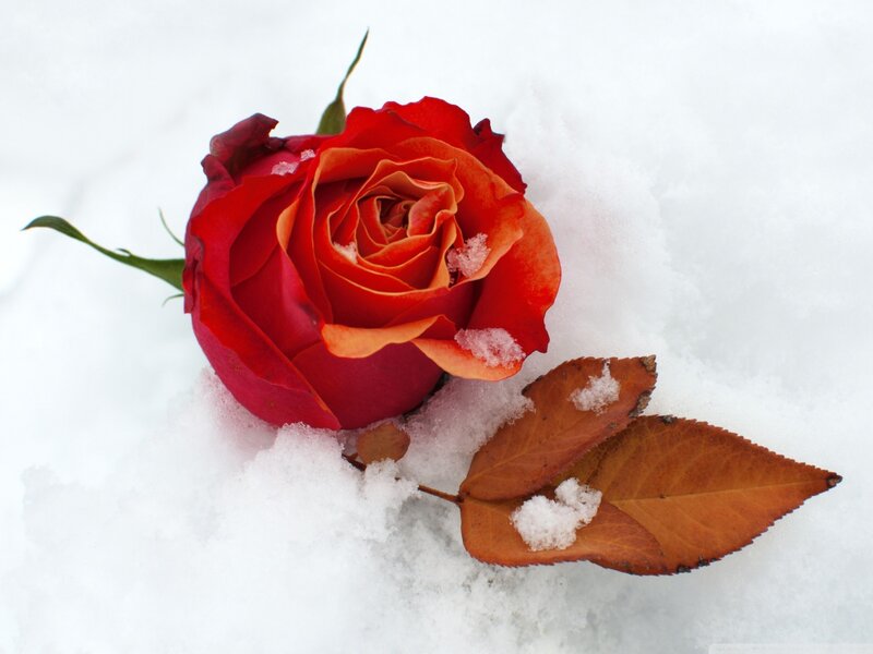 Red Rose in Snow — Serene, Winter, Photograph, Leaf, Stem