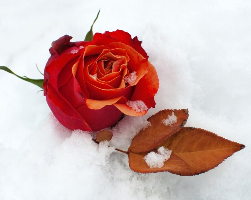 Red Rose in Snow — Serene, Winter, Photograph, Leaves, Stem