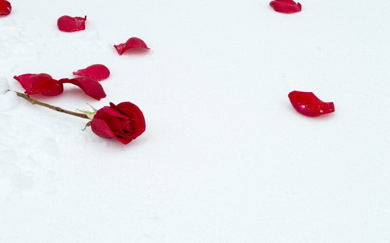 Red Rose in Snow — Serene, Winter, Photograph, Rose Petals