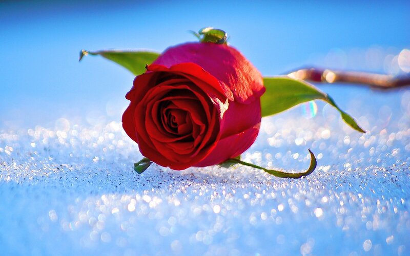 Red Rose in Snow — Serene, Winter, Photograph, Sky, Leaf