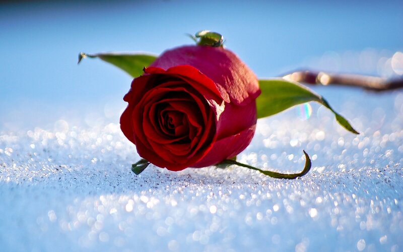 Red Rose in Snow — Serene, Winter, Photograph, Sky