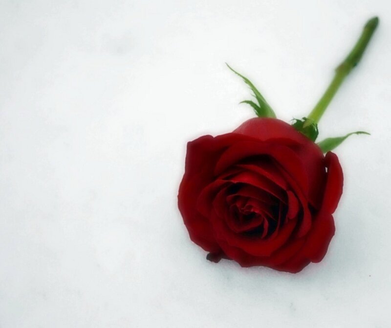 Red Rose in Snow — Serene, Winter, Photograph, Stem, Leaf