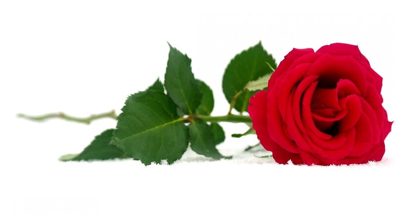 Red Rose in Snow — Serene, Winter, Photograph, Stem