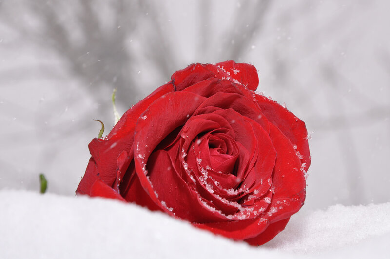 Red Rose in Snow — Serene, Winter