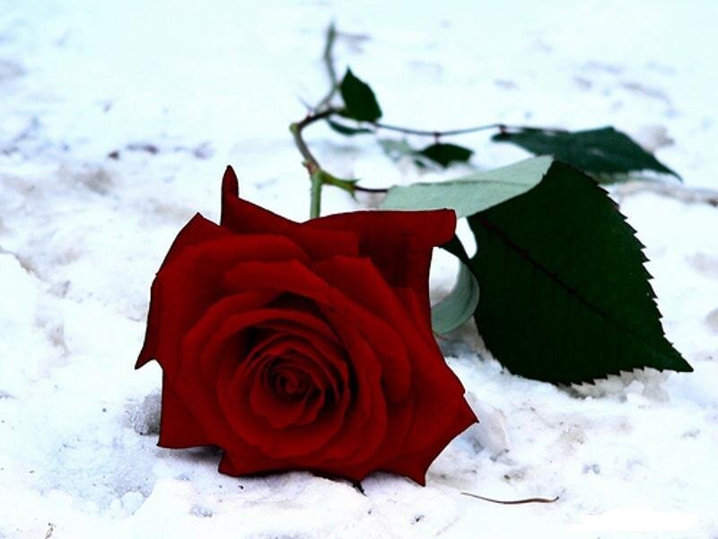 Red Rose in Snow — Somber