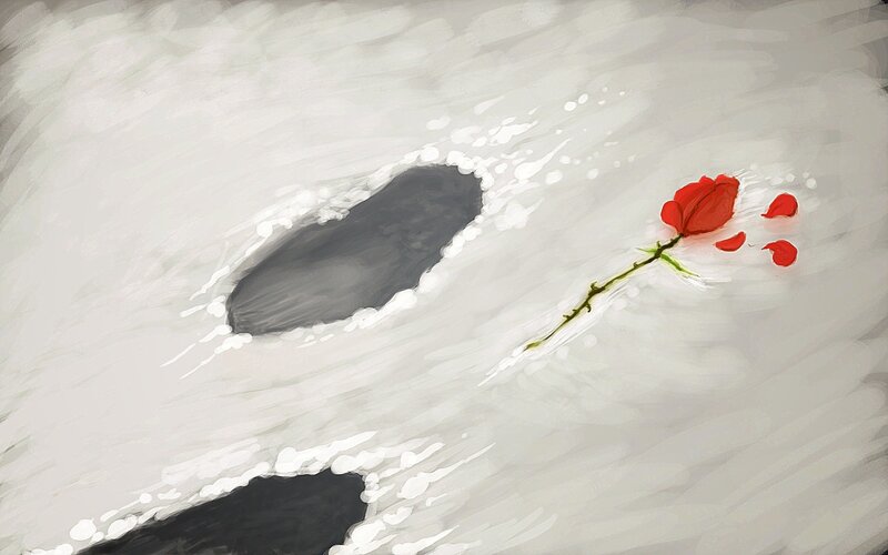 Red rose in snow