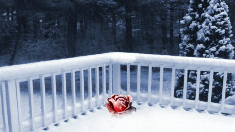 Red Rose in Snow — White, Cold