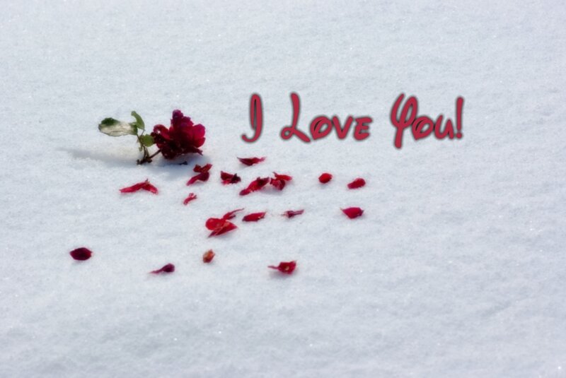 Red Rose in Snow — White, Romantic