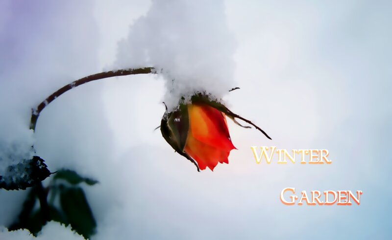 Red Rose in Snow — White, Serene