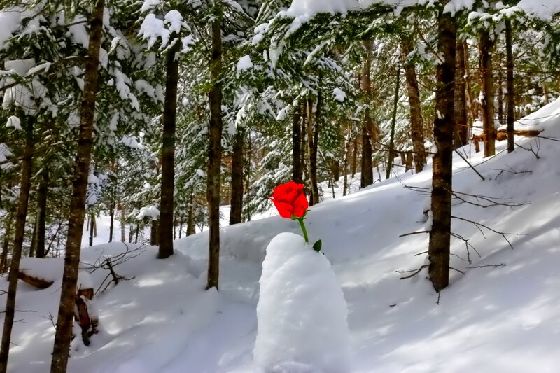 Red Rose in Snow — White, Serene, Winter, Photograph