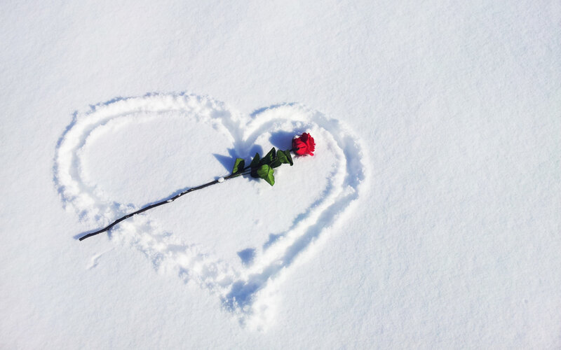 Red Rose in Snow — White, Serene, Winter
