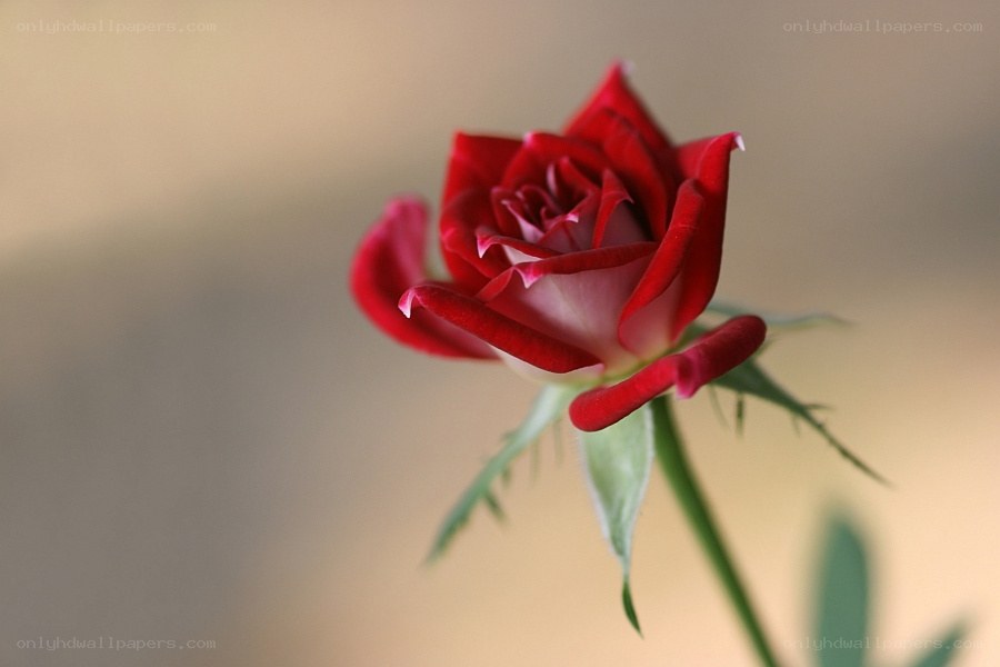 Red rose in soft focus