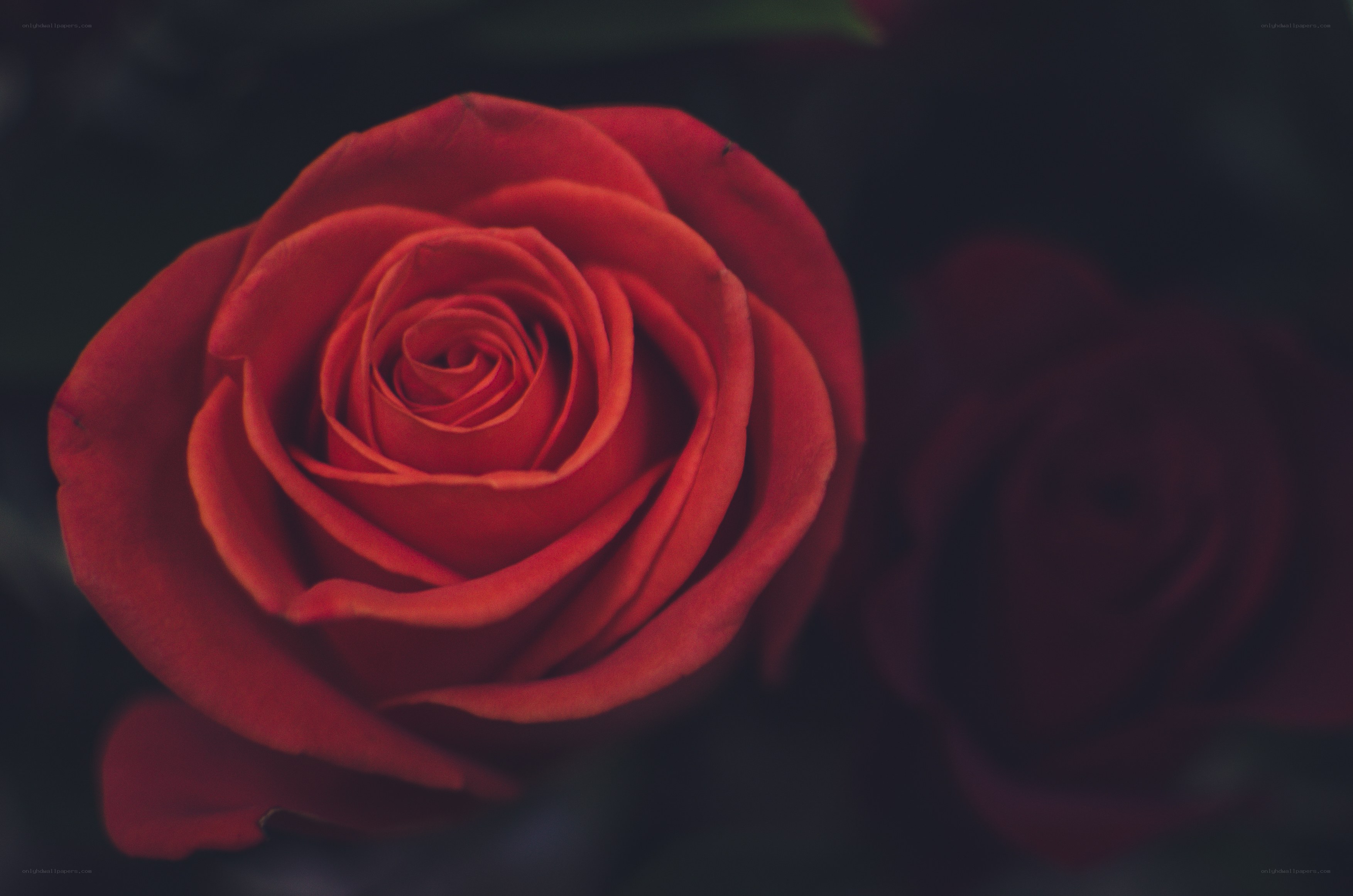 Red rose in soft focus