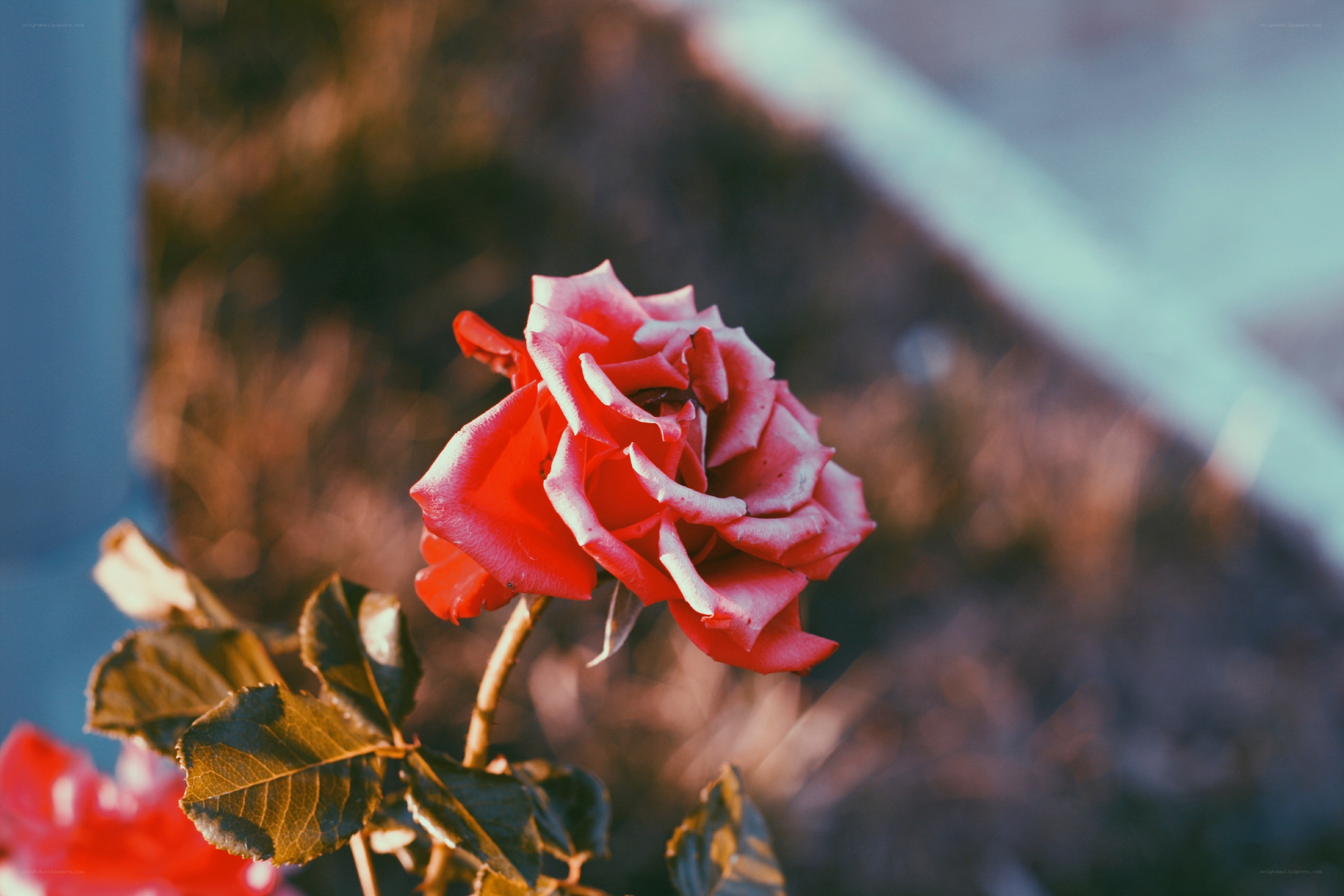 Red rose in soft focus