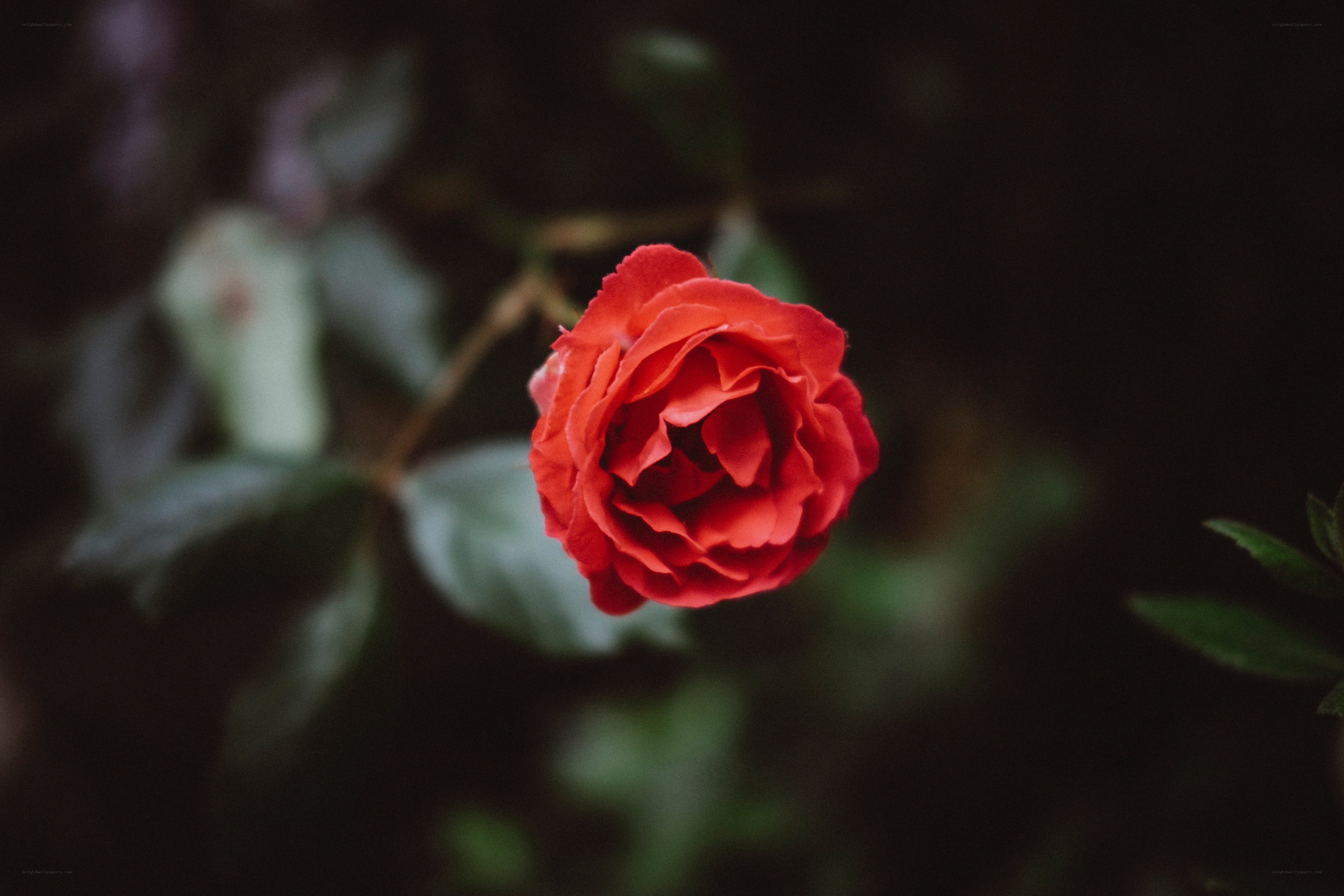 Red rose in soft focus