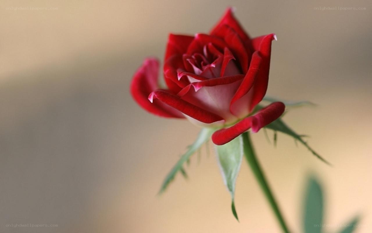 Red rose in soft focus