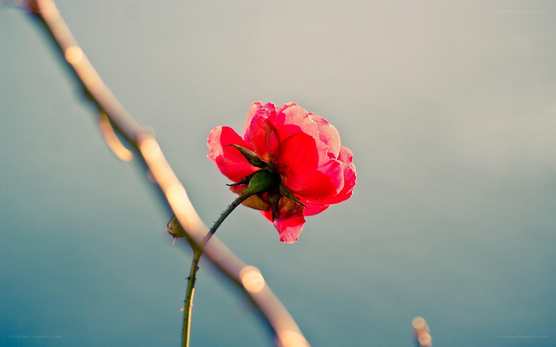 red rose in soft light