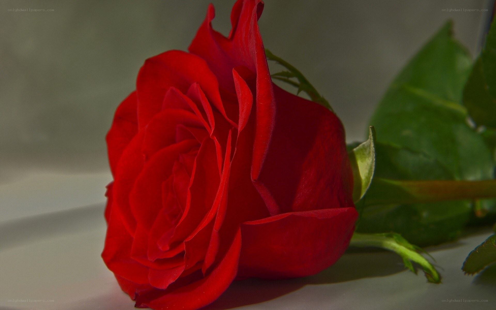 Red rose in soft light